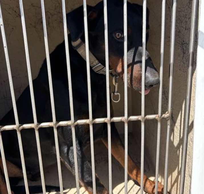Photo of OSCAR