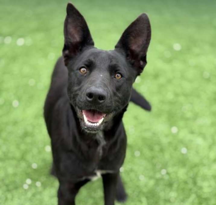 Photo of Jetta