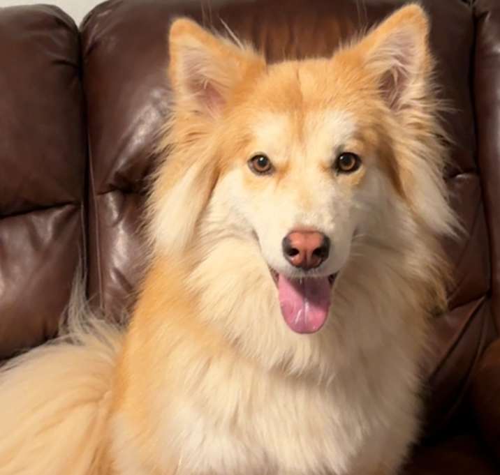 Photo of Maple