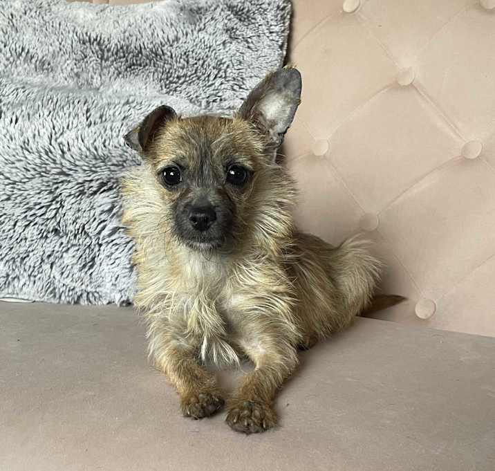 Photo of Tinkerbell