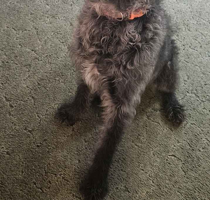 Photo of Cooper