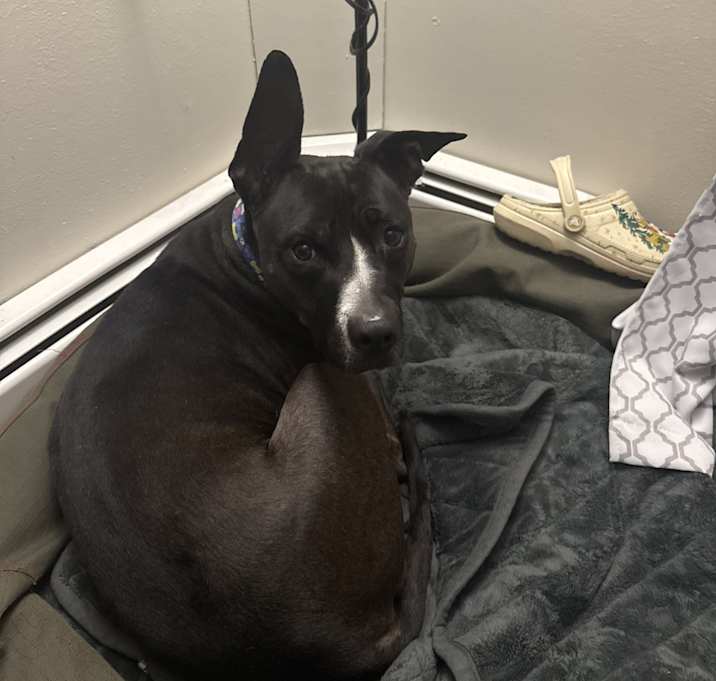 Photo of Rebel