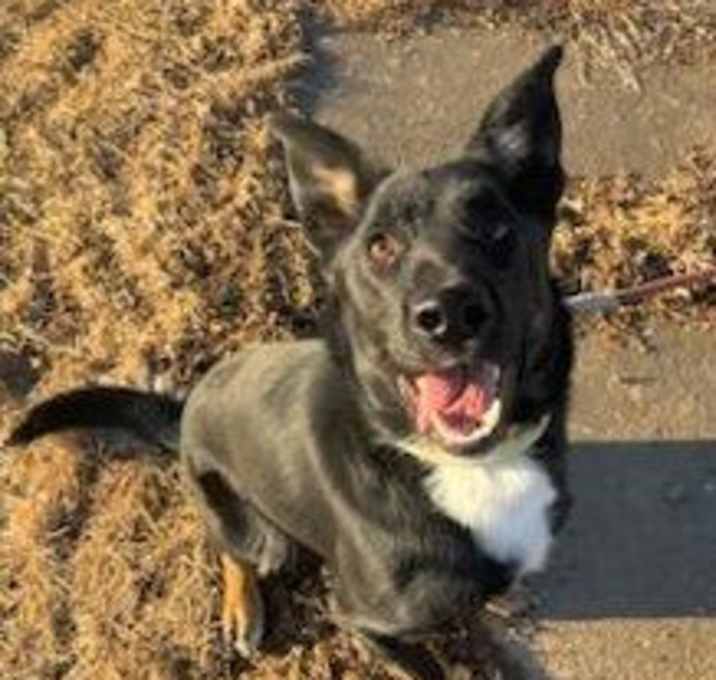 Photo of Loki