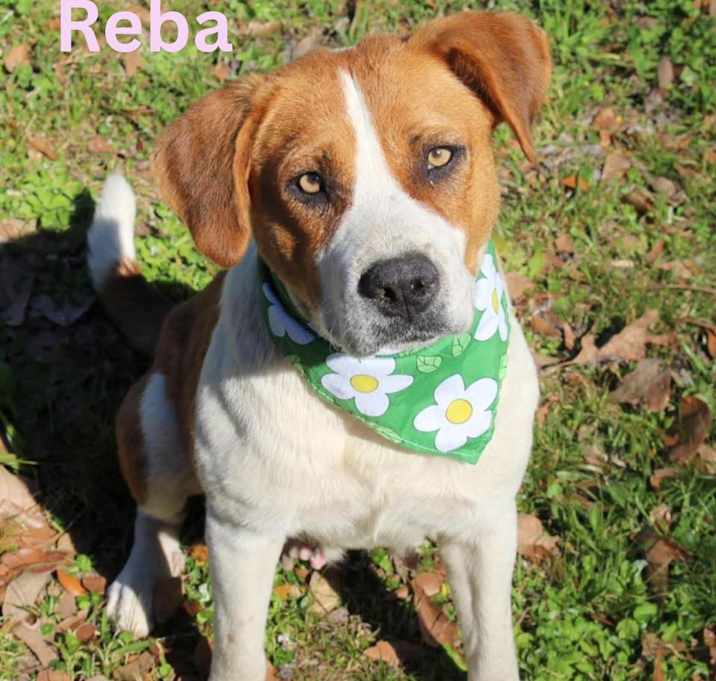 Photo of REBA