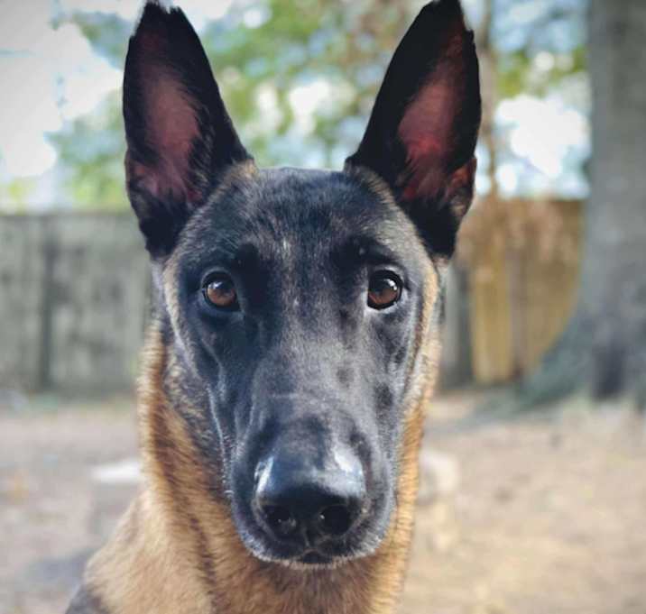 Photo of Rebel