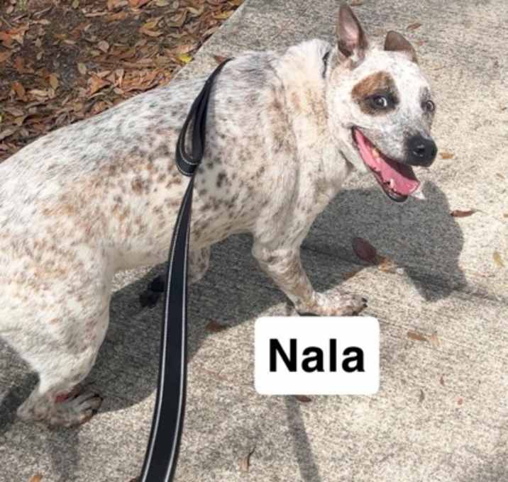 Photo of Nala