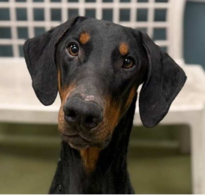 Photo of URGENT! SHELTER FULL