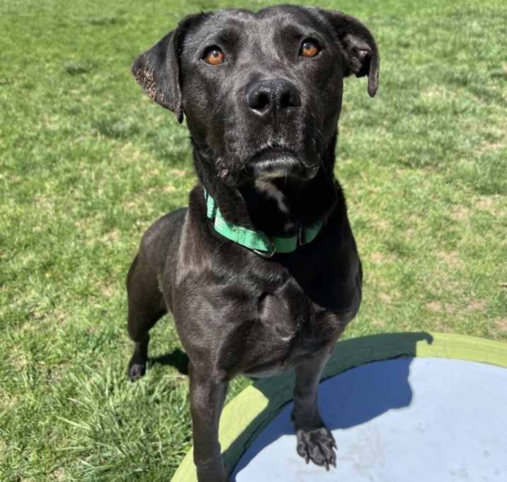 Photo of Blacky