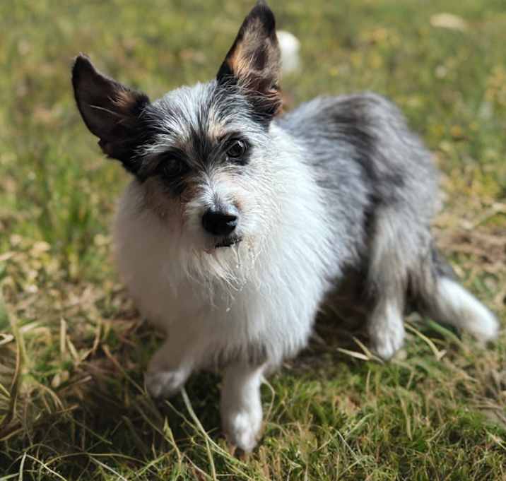 Photo of Penny