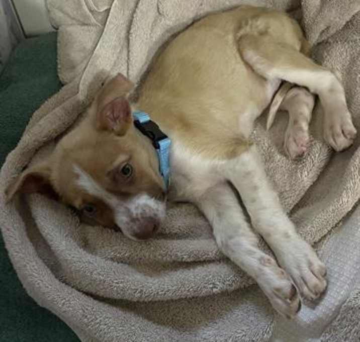 Photo of OLIVER