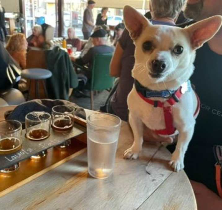 Photo of Goose