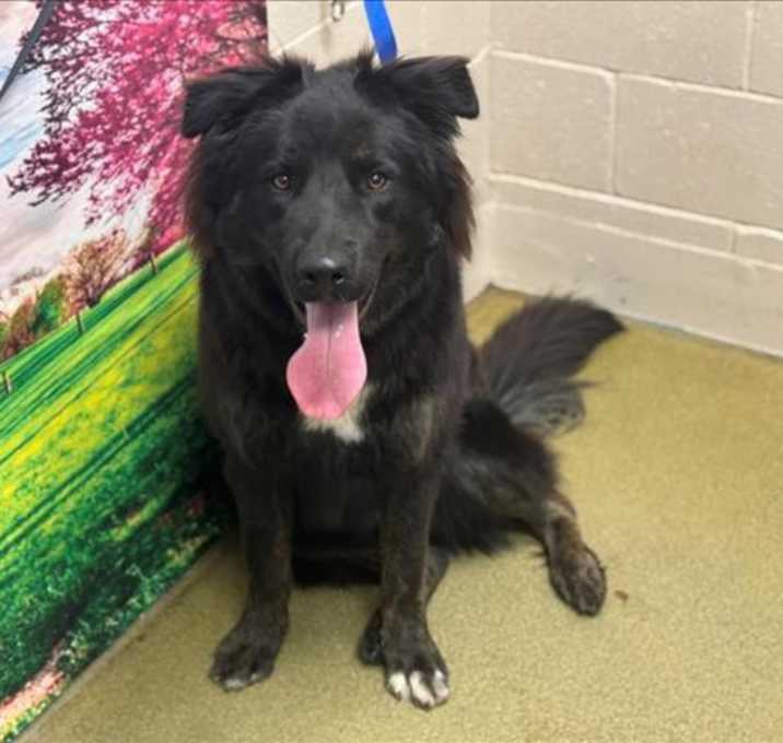 Photo of URGENT! SHELTER IS FULL