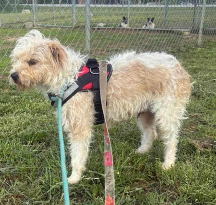 Photo of Benji