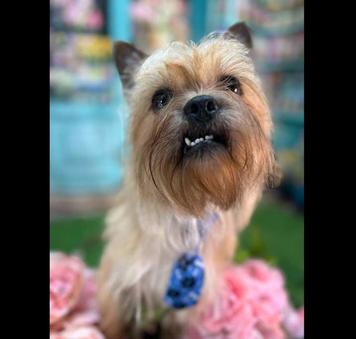 Photo of Rex