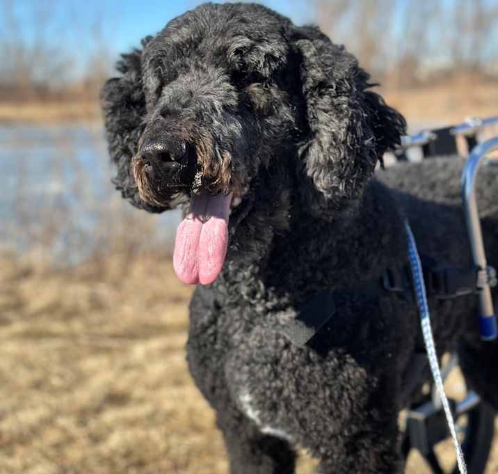 Photo of Tango