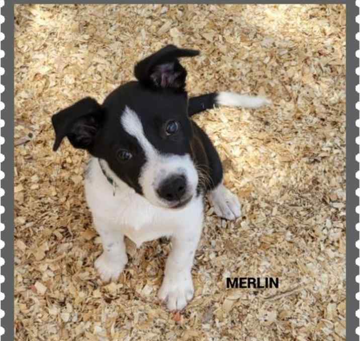 Photo of Merlin