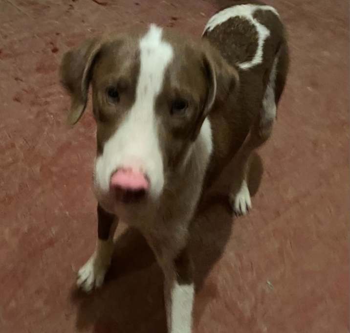 Photo of Boomer