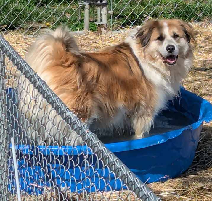Photo of Koda