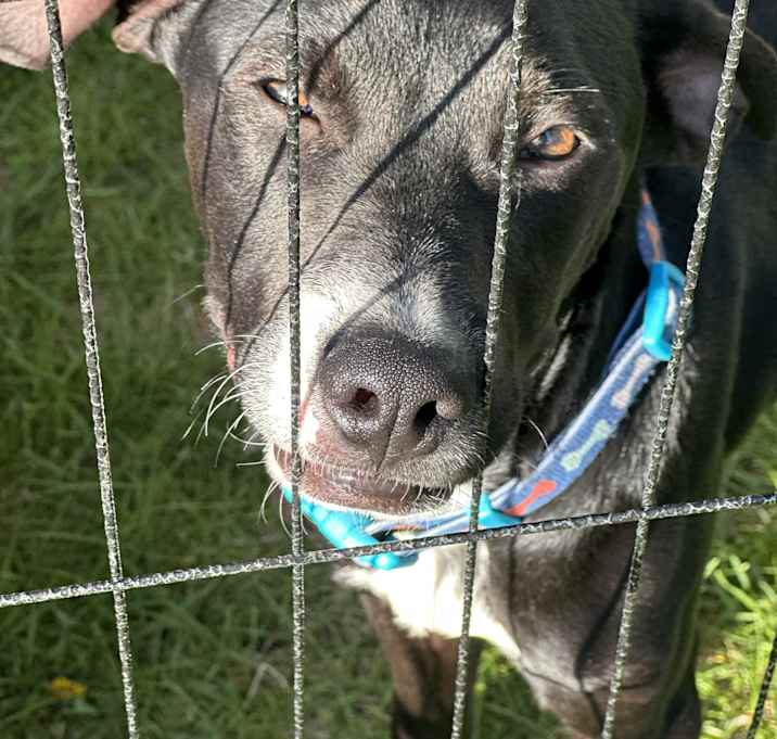Photo of Hank