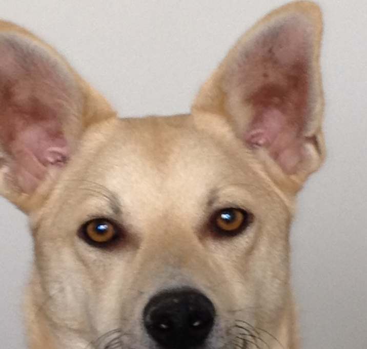 Photo of Deogie
