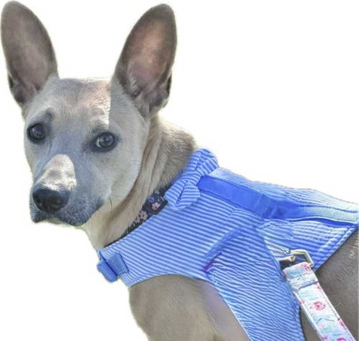 Photo of Trixie