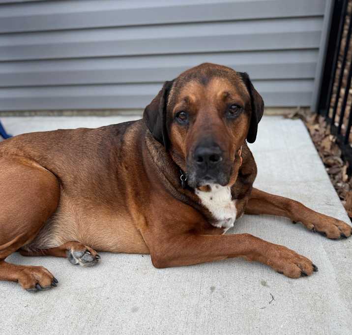 Photo of Buddy