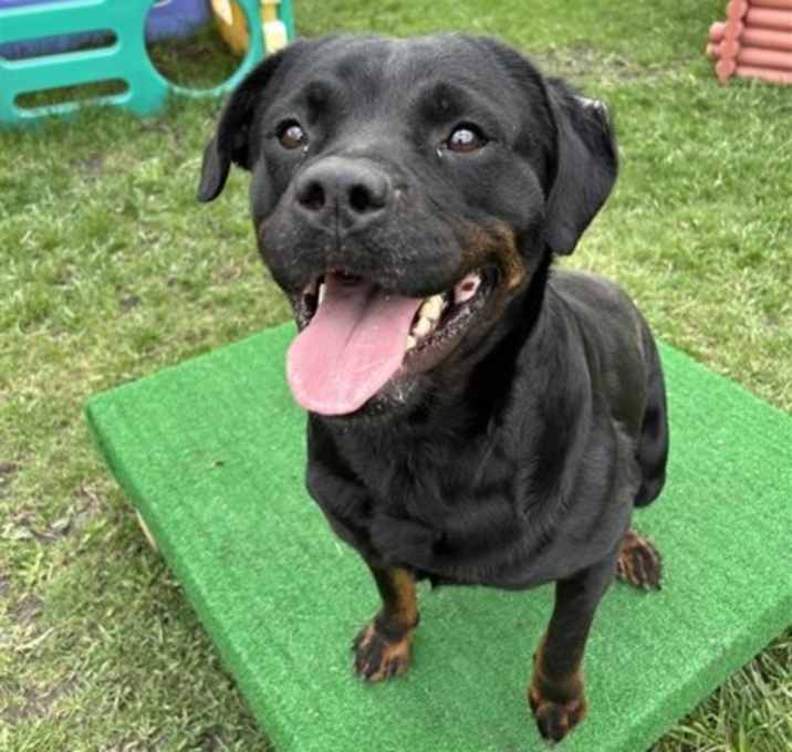 Photo of Honey