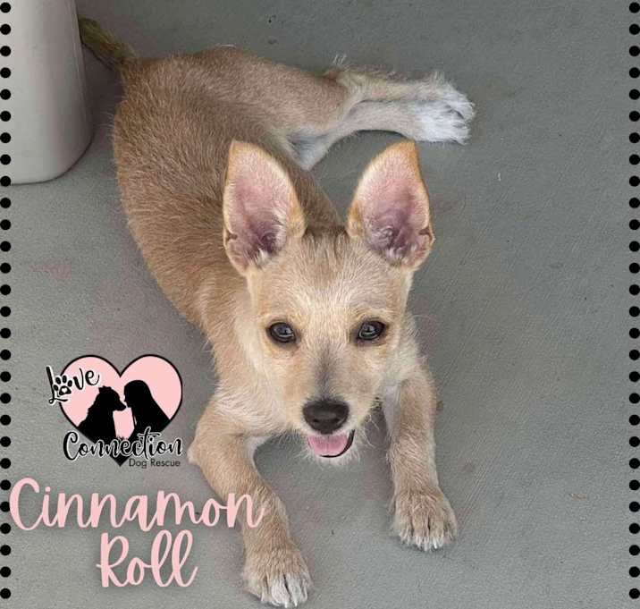 Photo of Cinnamon Roll