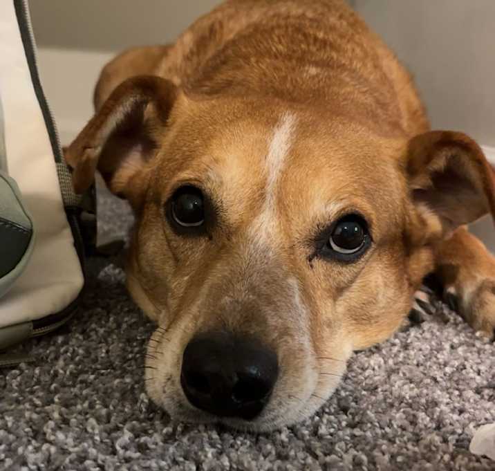 Photo of Dobby