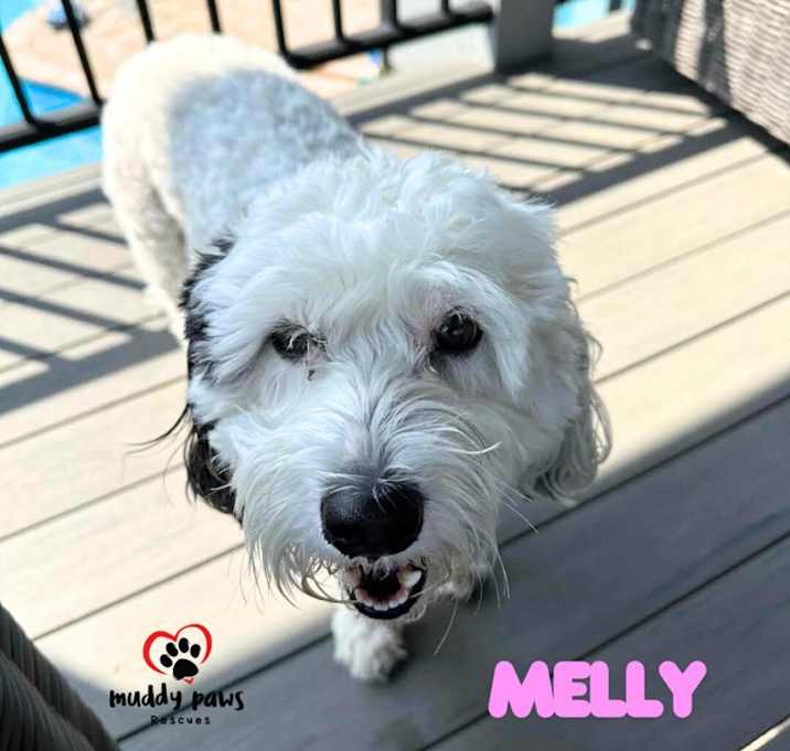 Photo of Melly (Courtesy Post)