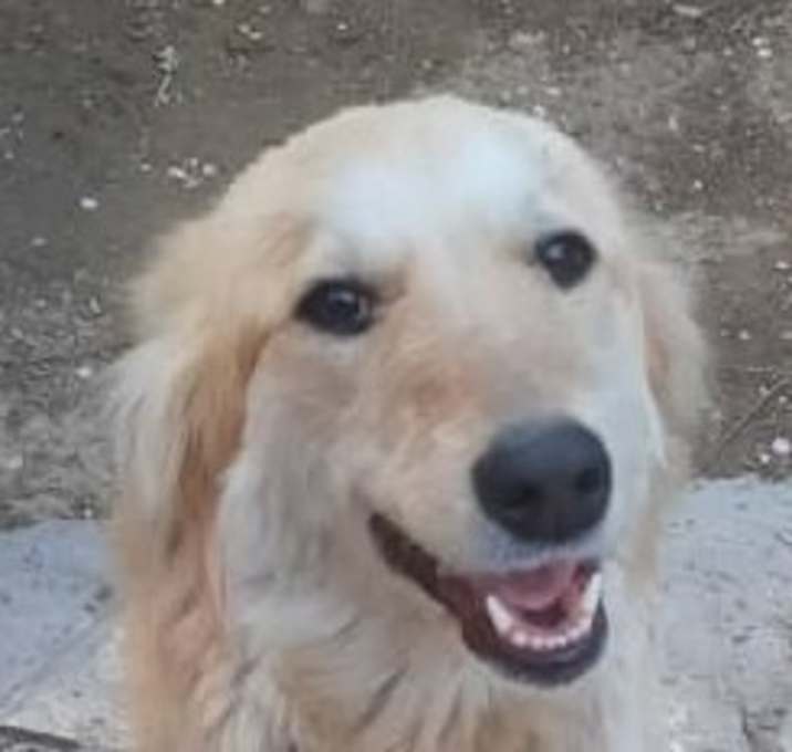 Photo of CLEMENTINE (Middle East) LF