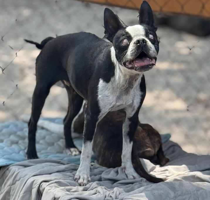 Photo of Roxy