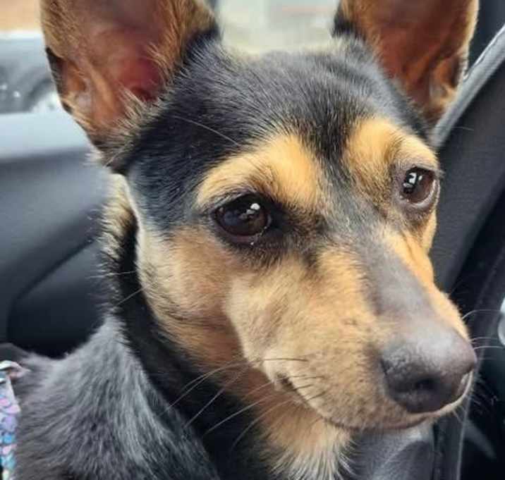 Photo of Lassie