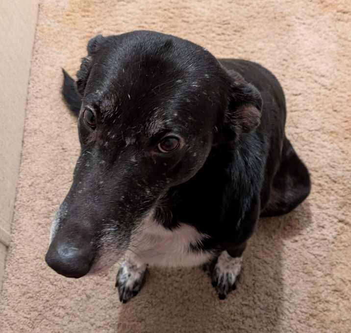 Photo of Winkle