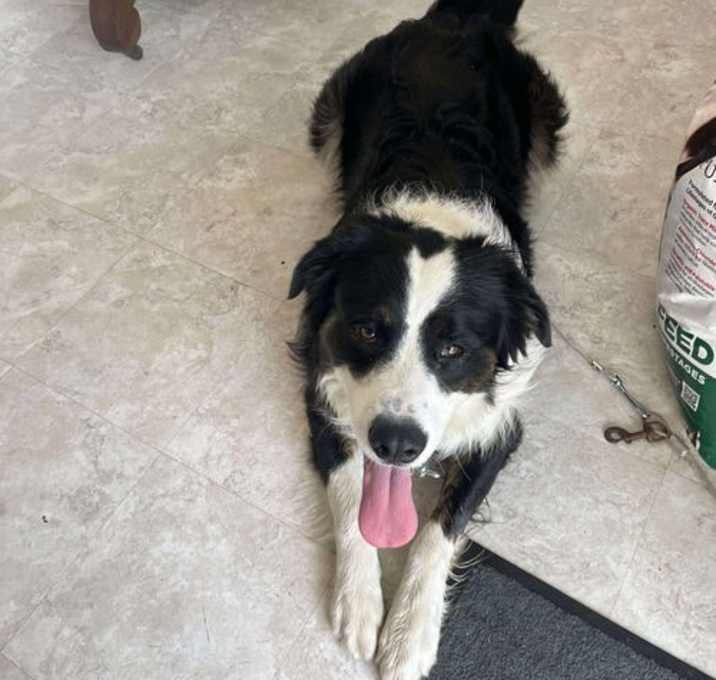 Photo of Bo (1.5yo, 60lbs)