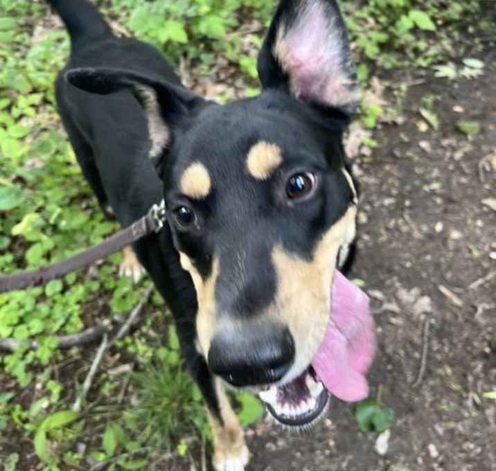 Photo of Benny (1yo,53lbs)
