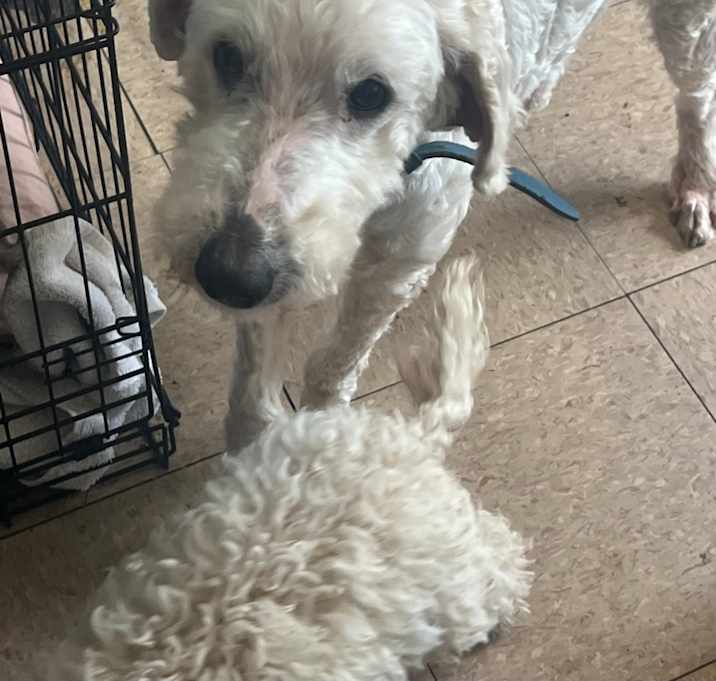 Photo of Buddy