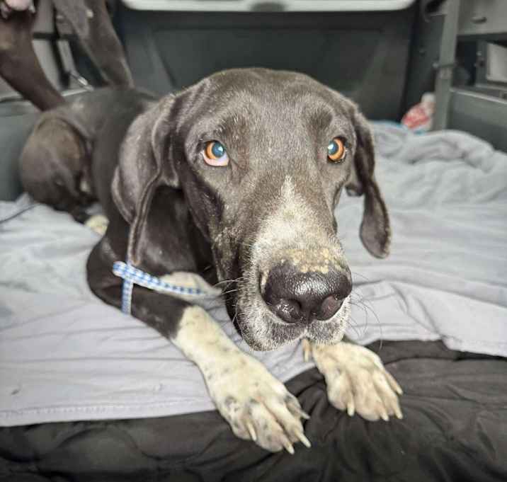 Photo of Shelby
