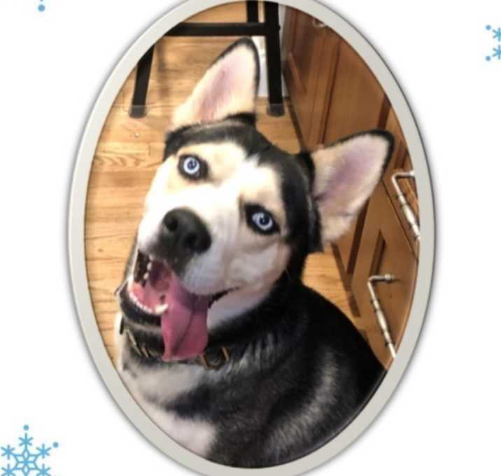 Photo of Snowy