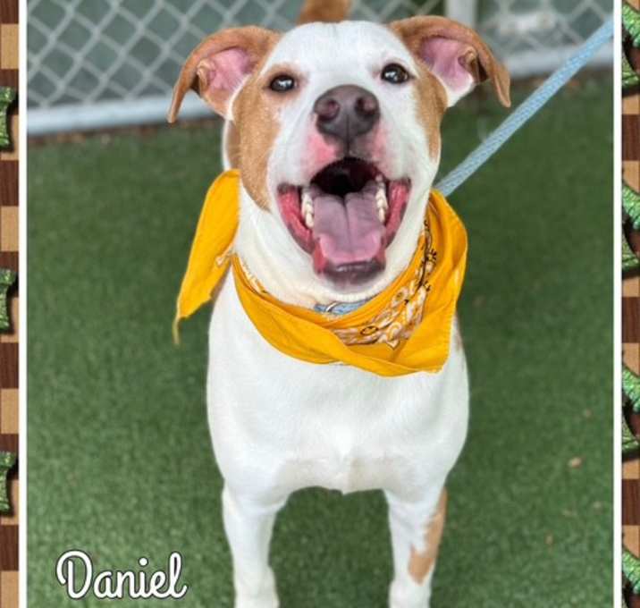 Photo of DANIEL - see video