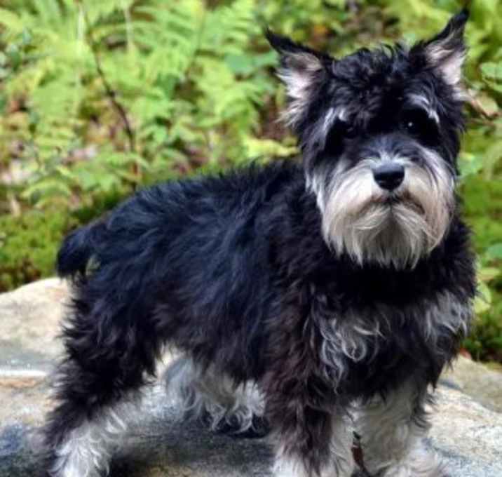 Photo of Lady