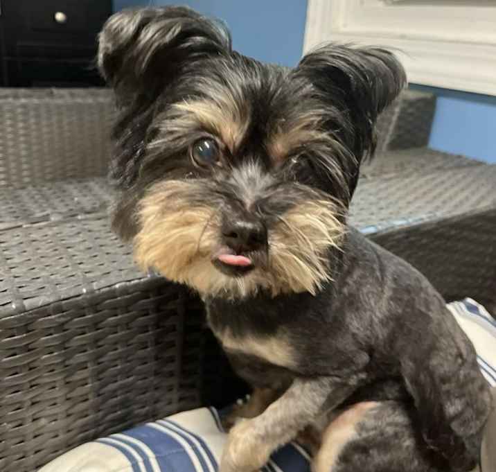 Photo of Adore