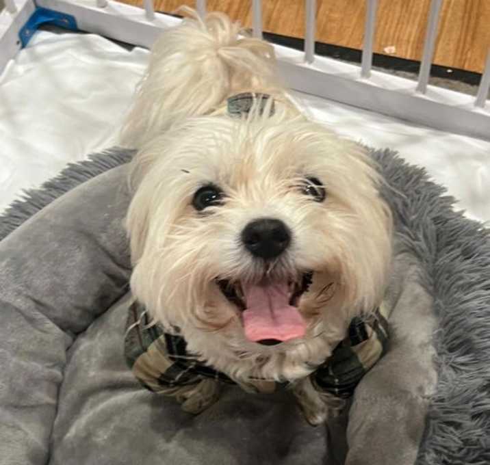 Photo of Fluffy