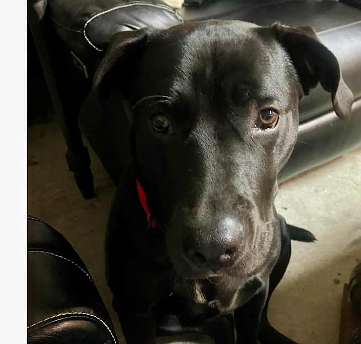Photo of Marley