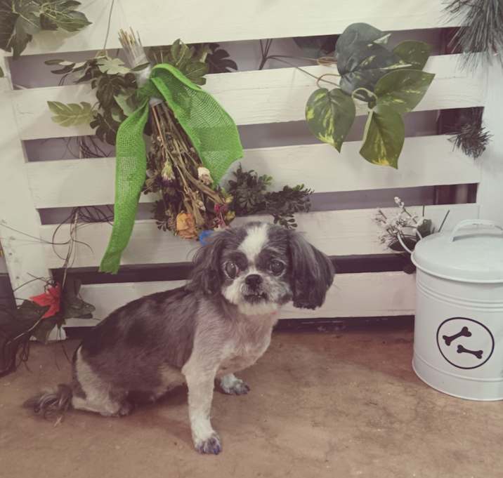 Photo of Tinkerbell