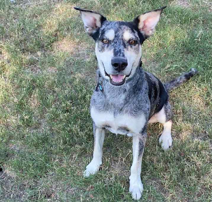 Photo of Boomer