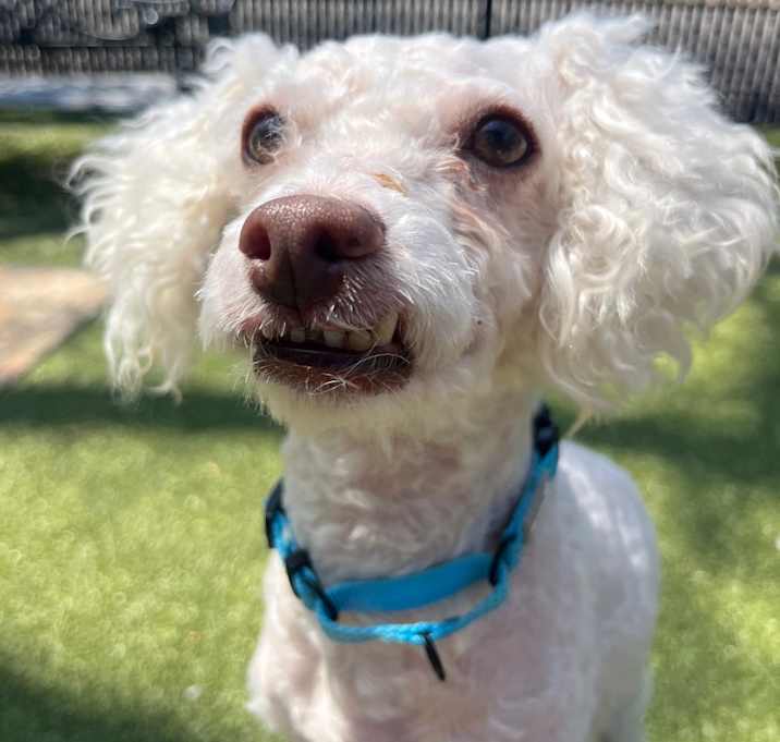 Photo of Kona