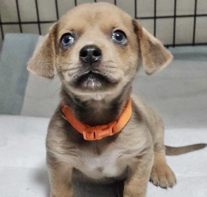 Photo of Captain Crunch Adoption Pendin