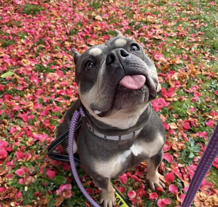 Photo of Nala