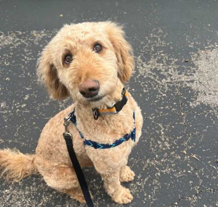 Photo of Fozzie